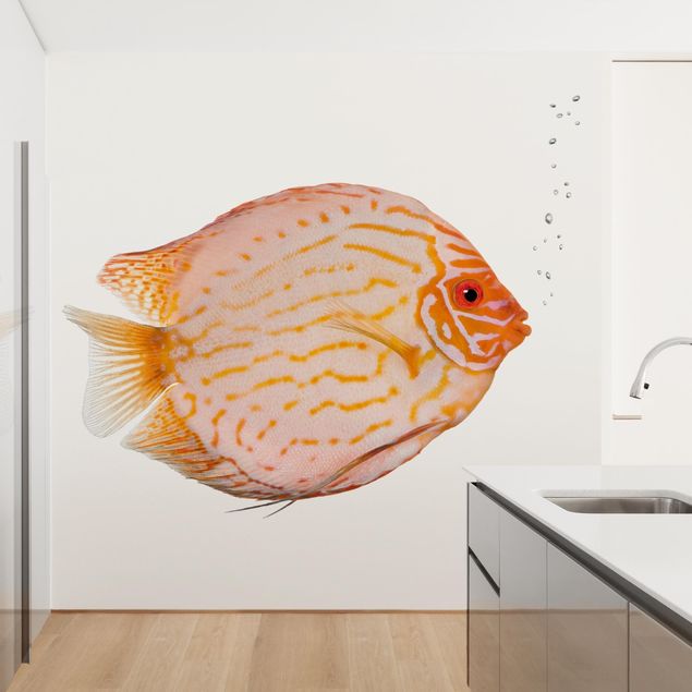 Modern wallpaper designs Discus fish