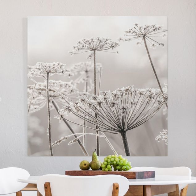 Canvas prints grasses Umbel Covered In Hoarfrost