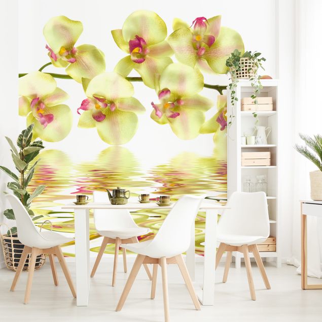 Wallpapers orchid Dreamy Orchid Waters