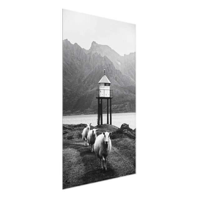 Prints animals Three Sheep On the Lofoten