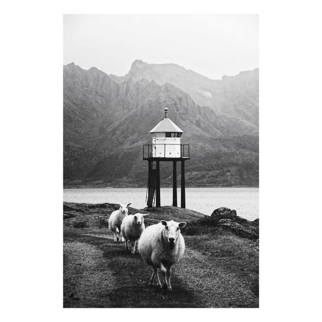 Prints black and white Three Sheep On the Lofoten