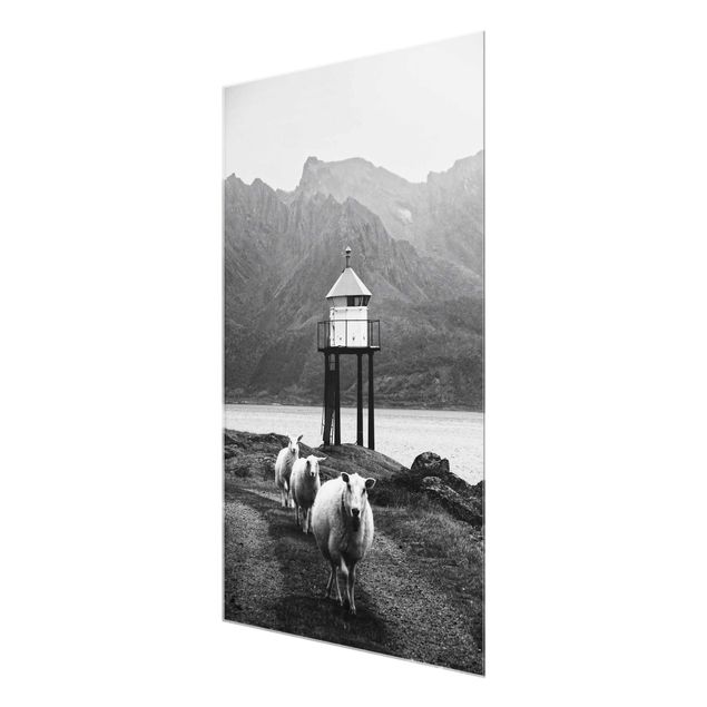 Prints Three Sheep On the Lofoten