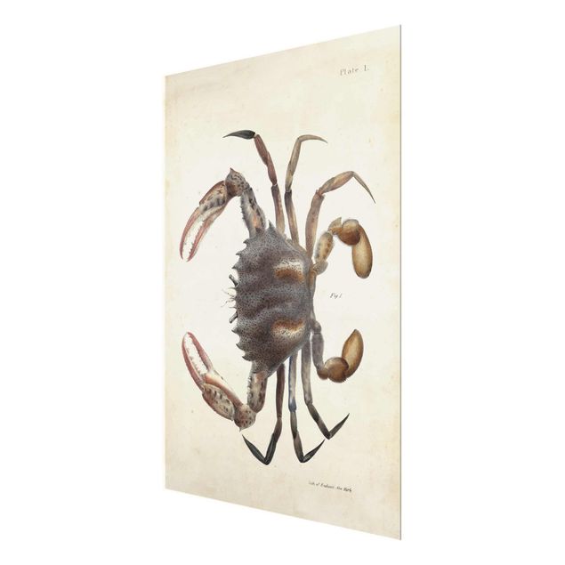 Prints Vintage Illustration Crab