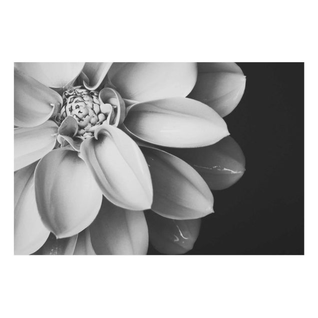 Black and white wall art In The Heart Of A Dahlia Black And White
