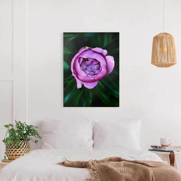 Rose canvas Purple Peonies Blossoms In Front Of Leaves