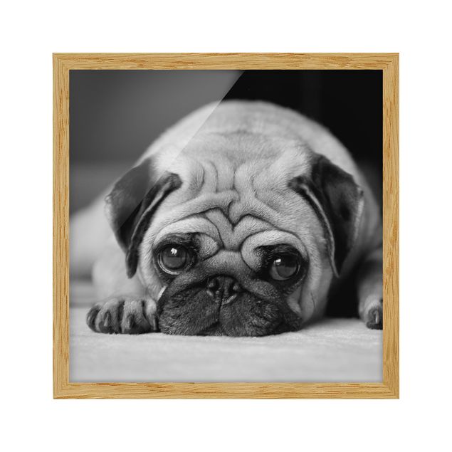 Framed prints black and white Pug Loves You II