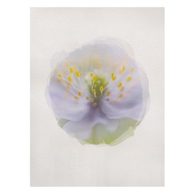 Prints WaterColours - Anemones Beauty