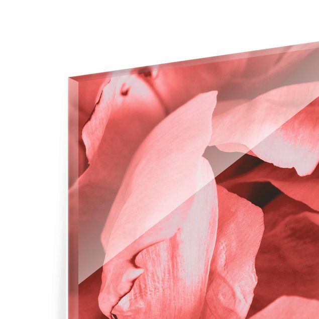 Pink art canvas Peony Blossom Coral