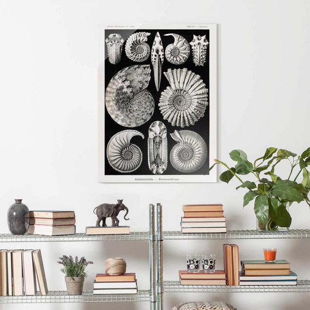 Glass prints pieces Vintage Board Fossils Black And White