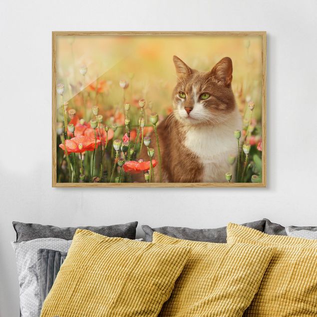 Kitchen Cat In A Field Of Poppies