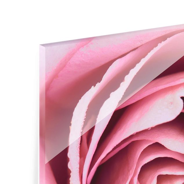 Pink art canvas Pink Rose Blossom