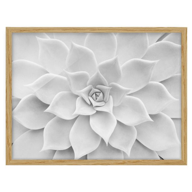 Flower pictures framed Cactus Succulent