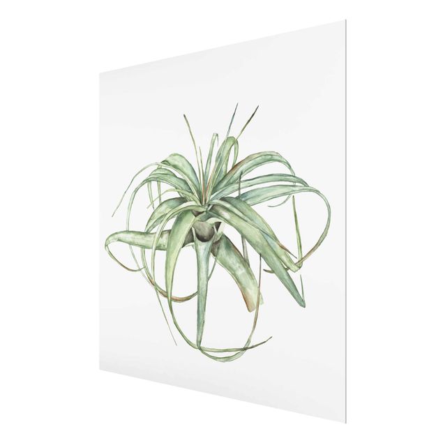 Glas Magnetboard Air Plant Watercolour I