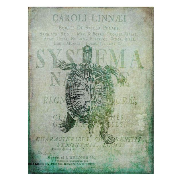Wall art turquoise Vintage Collage - Antique Turtle