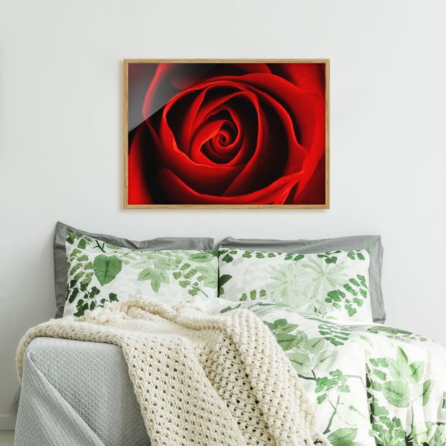 Floral canvas Lovely Rose