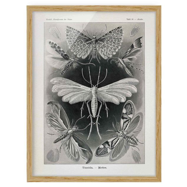 Prints animals Vintage Board Moths And Butterflies