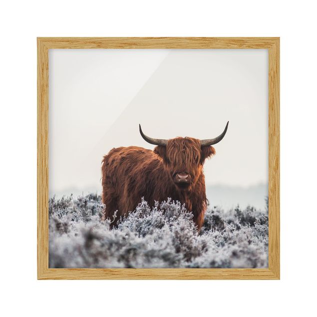 Animal framed pictures Bison In The Highlands