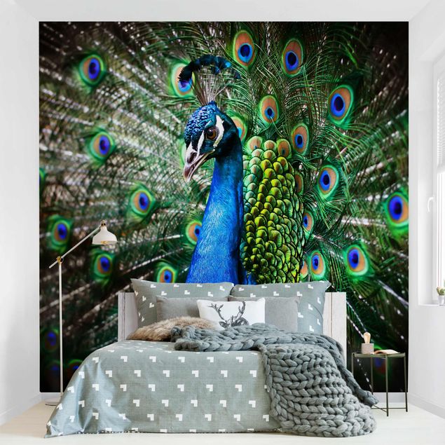 Wallpapers birds Noble Peacock