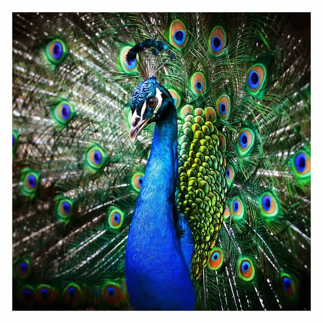 Peel and stick wallpaper Noble Peacock