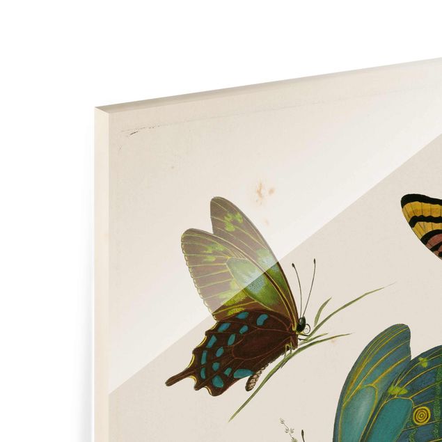 Prints Vintage Illustration Exotic Butterflies