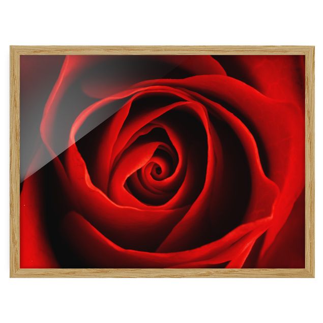 Flower pictures framed Lovely Rose