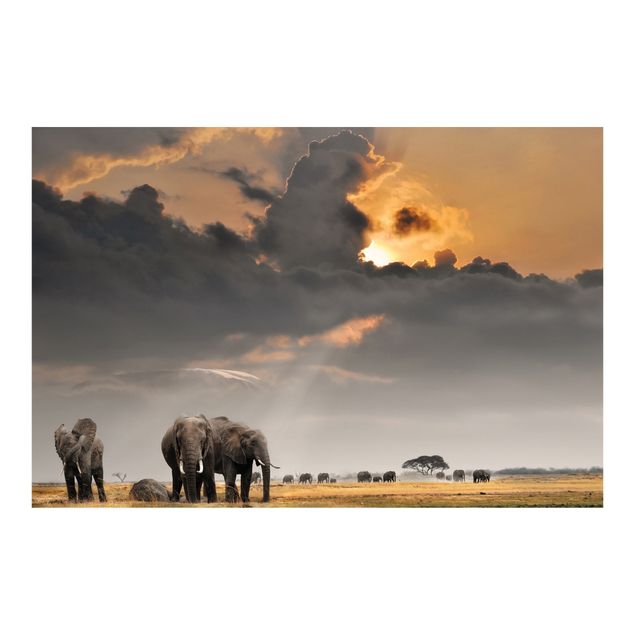 Wallpapers landscape Elephants in the Savannah