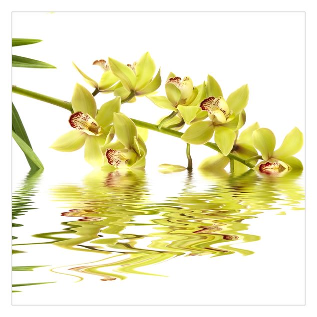 Wallpapers white Elegant Orchid Waters