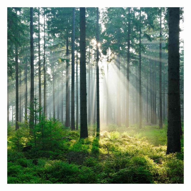 Self adhesive wallpapers Enlightened Forest