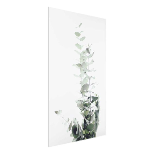 Prints flower Eucalyptus In White Light