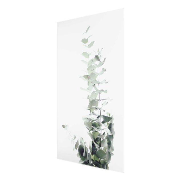 Monika Strigel Art prints Eucalyptus In White Light