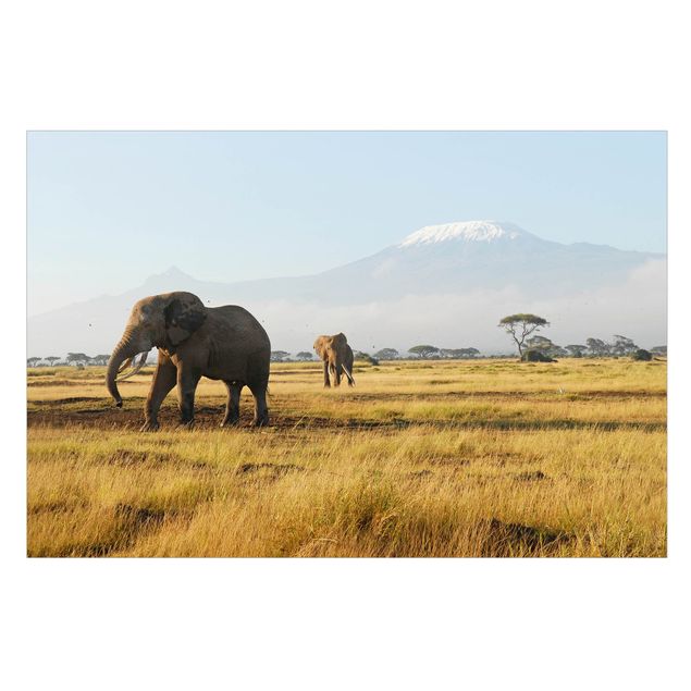 Window stickers animals Elephants In Front Of The Kilimanjaro In Kenya