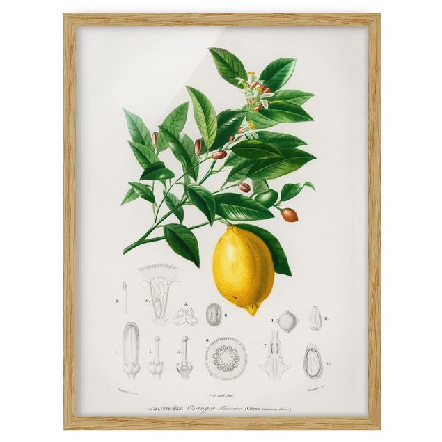 Floral picture Botany Vintage Illustration Of Lemon