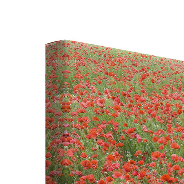 Red print Poppy Field