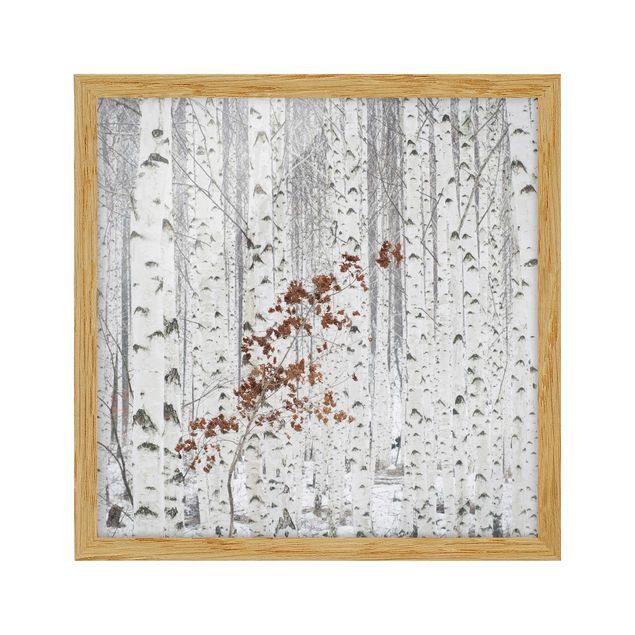 Contemporary art prints Birch Trees In Autumn