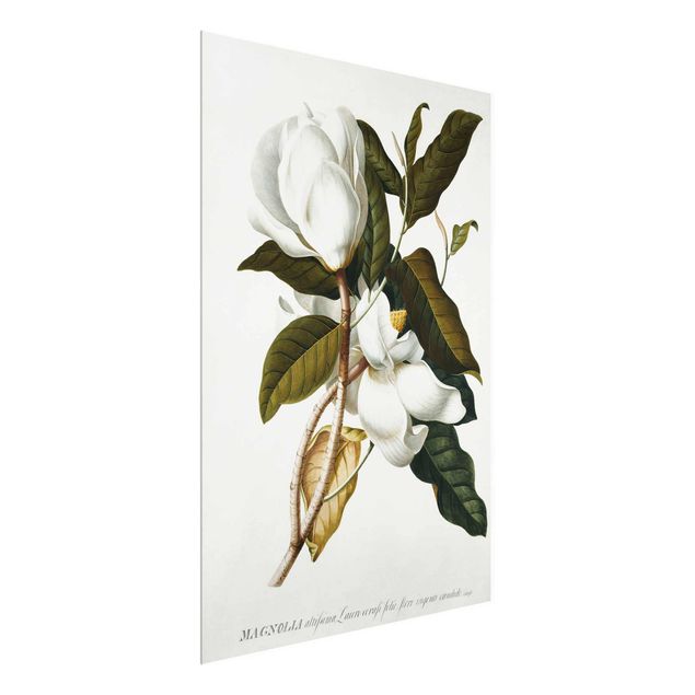 Glass prints flower Georg Dionysius Ehret - Magnolia