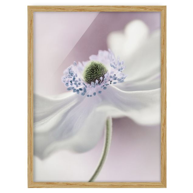 Flowers framed Anemone Breeze