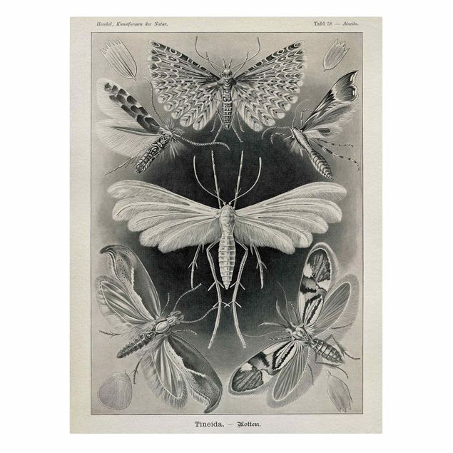 Wall art black and white Vintage Board Moths And Butterflies