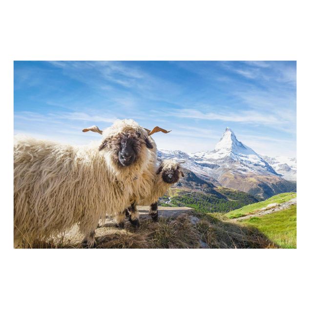 Mountain art prints Blacknose Sheep Of Zermatt