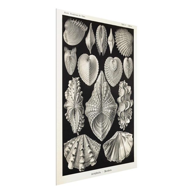 Sea life prints Vintage Board Shells II
