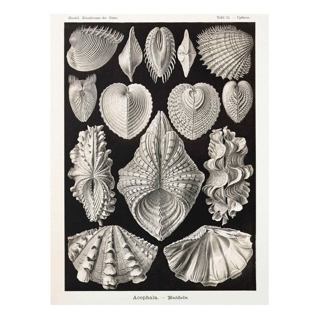 Glass prints black and white Vintage Board Shells II