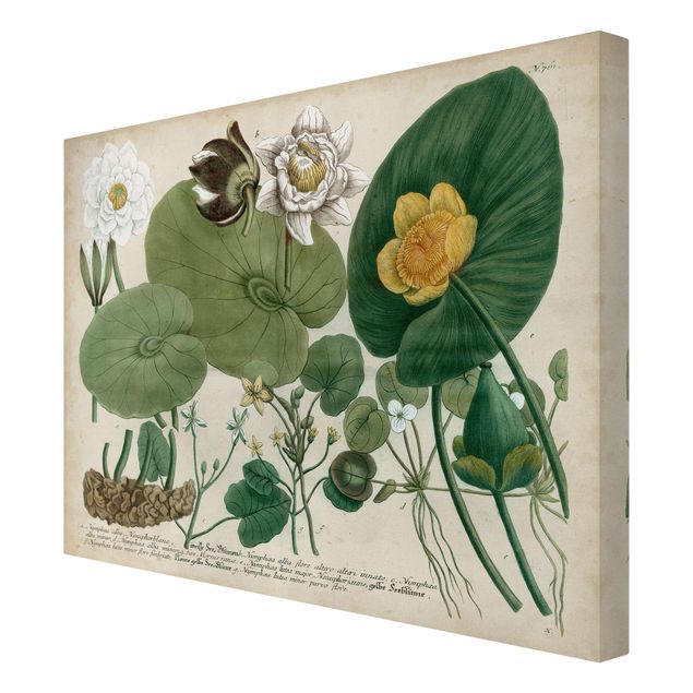 Green canvas wall art Vintage Board White Water-Lily