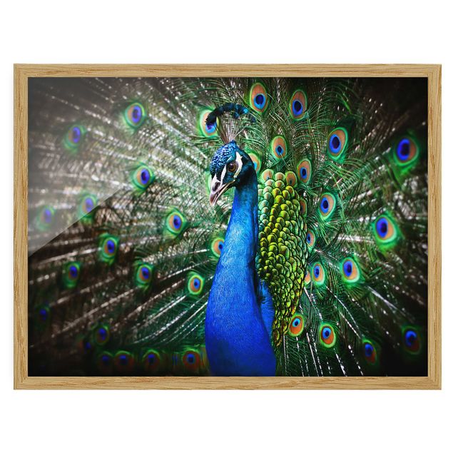 Feather poster Noble Peacock