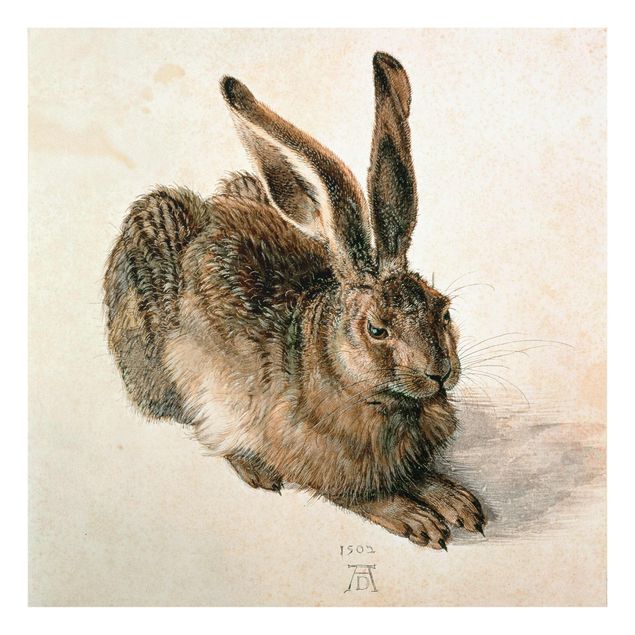 Canvas art Albrecht Dürer - Young Hare