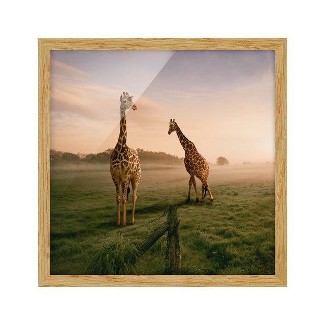 Animal canvas Surreal Giraffes