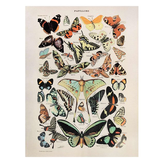 Animal canvas Vintage Board Butterflies And Moths