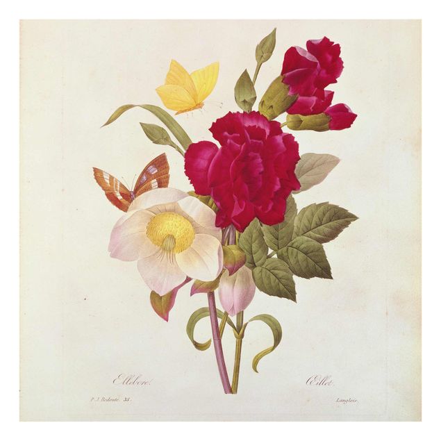 Glass prints flower Pierre Joseph Redoute - Hellebore