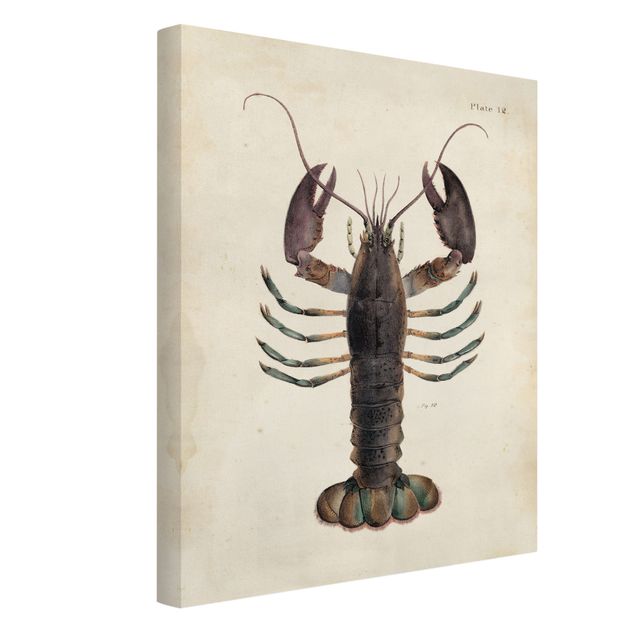 Retro prints Vintage Illustration Lobster
