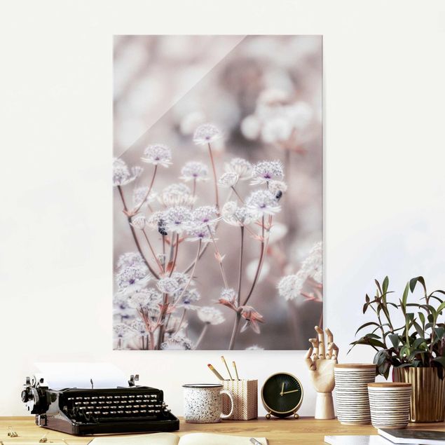Glass prints dandelion clock Wild Flowers Light As A Feather