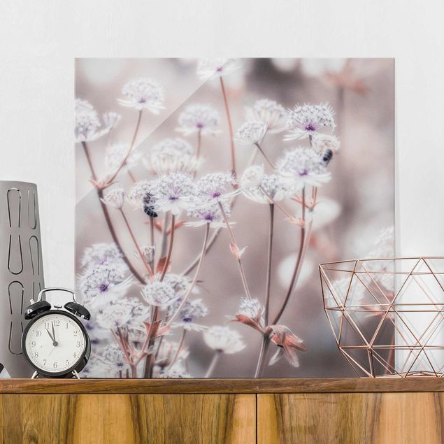 Glass prints dandelion clock Wild Flowers Light As A Feather