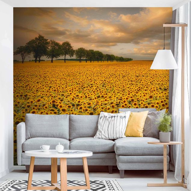 sunflower field wallpaper Field With Sunflowers